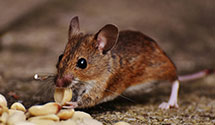 24 Hour & Emergency Exterminators in Fairview, NJ